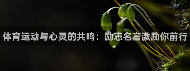 杏彩地址：体育运动与心灵的共鸣：励志名言激励你前行