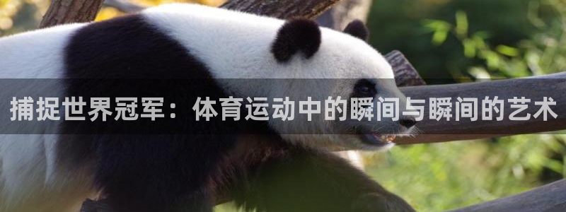 杏彩体育app下载：捕捉世界冠军：体育运动中的瞬间与瞬间的艺术