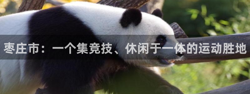 xc是什么部位：枣庄市：一个集竞技、休闲于一体的运动胜地